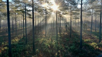 Timberland Property in Georgetown County, South Carolina