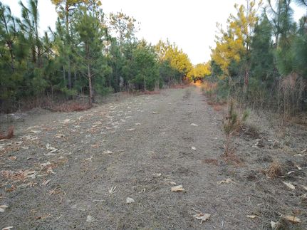 Hunting Property in Barbour County, Alabama