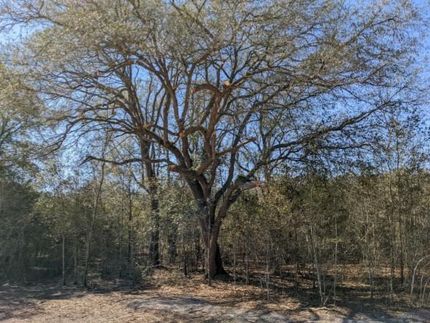 Hunting Property in Suwannee County, Florida