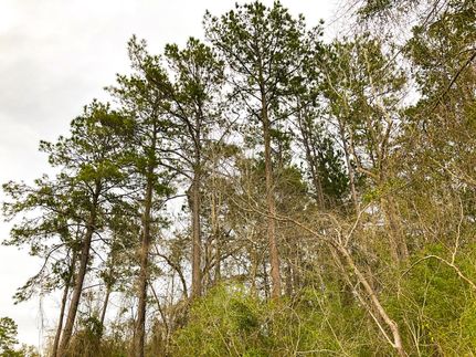 Farm and Ranch in Tyler County, Texas