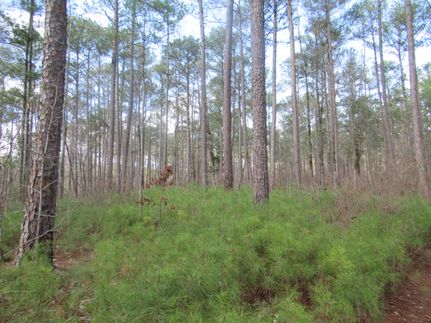 Hunting Property in Harris County, Georgia