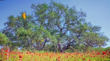 Undeveloped Land in Medina County, Texas