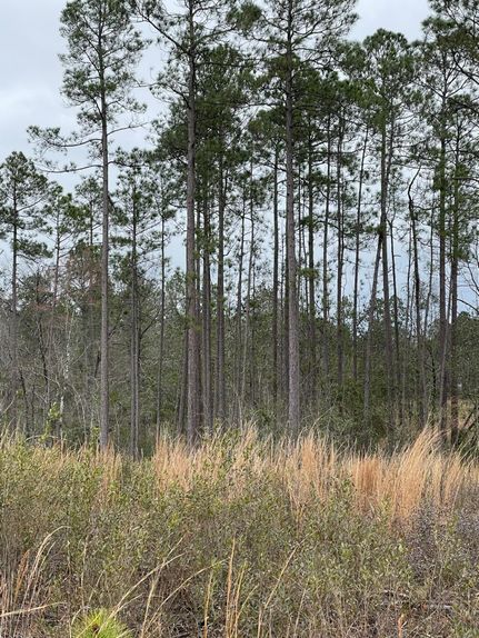 Recreational Property in Washington County, Alabama