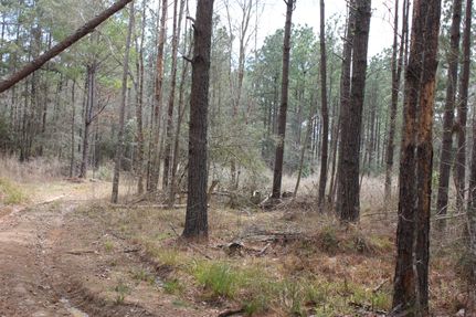 Undeveloped Land in San Jacinto County, Texas
