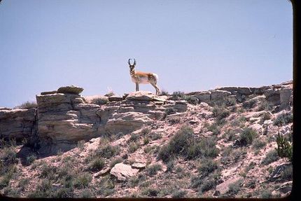 Hunting Property in Apache County, Arizona