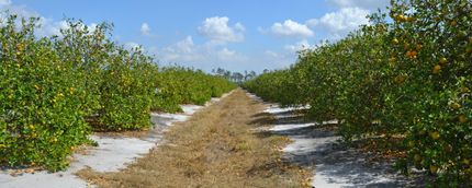 Undeveloped Land in Highlands County, Florida