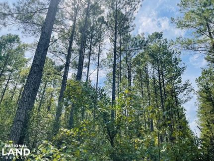 Timberland Property in Bladen County, North Carolina
