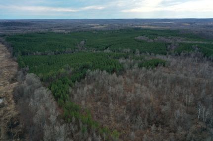 Timberland Property in Livingston County, Kentucky