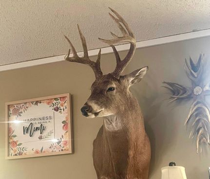 Timberland Property in Saline County, Illinois