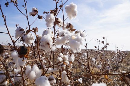Farm and Ranch in Tillman County, Oklahoma