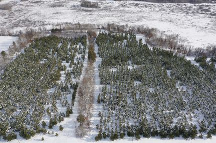 Timberland Property in Wadena County, Minnesota