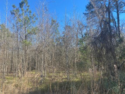 Undeveloped Land in Caldwell Parish, Louisiana