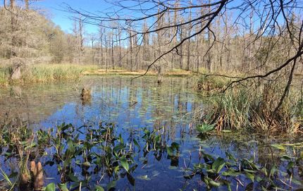 Farm and Ranch in Covington County, Alabama