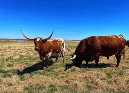 Horse Property in Denton County, Texas
