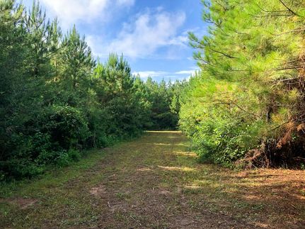 Timberland Property in Polk County, Texas