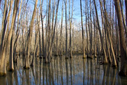 Undeveloped Land in Fayette County, Tennessee