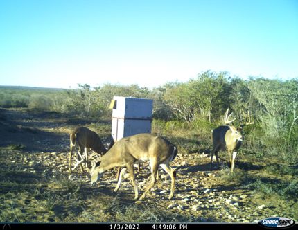 Recreational Property in Duval County, Texas