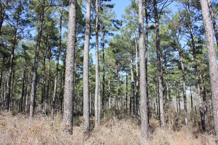 Undeveloped Land in Angelina County, Texas