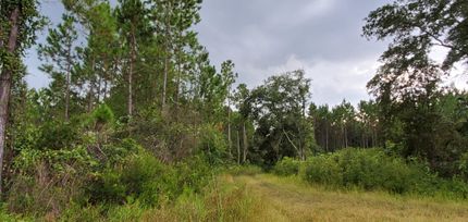 Undeveloped Land in Madison County, Florida