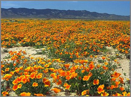 Undeveloped Land in Los Angeles County, California