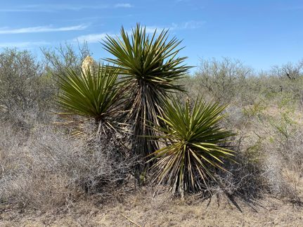 Recreational Property in Live Oak County, Texas