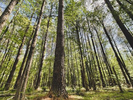 Undeveloped Land in Granville County, North Carolina