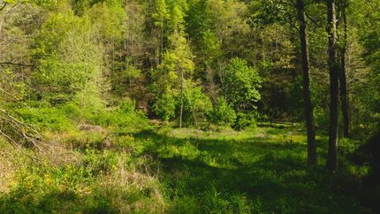 Farm and Ranch in Hawkins County, Tennessee