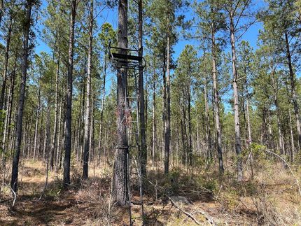 Timberland Property in Greensville County, Virginia