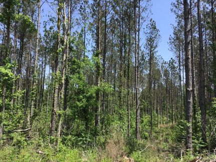 Timberland Property in Abbeville County, South Carolina
