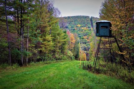 Timberland Property in Steuben County, New York