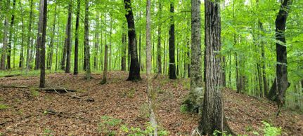 Timberland Property in Bullock County, Alabama