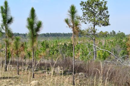 Timberland Property in Taylor County, Georgia