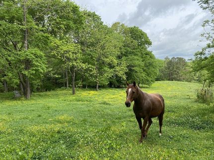 Timberland Property in Colbert County, Alabama