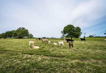Horse Property in Robertson County, Texas