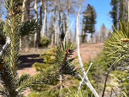 Undeveloped Land in Costilla County, Colorado