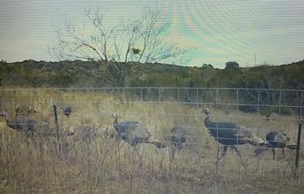 Farm and Ranch in Edwards County, Texas