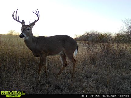Recreational Property in Live Oak County, Texas