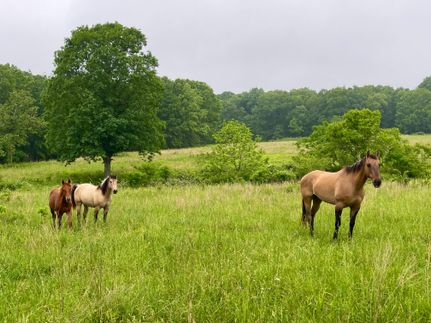 Hunting Property in Howell County, Missouri