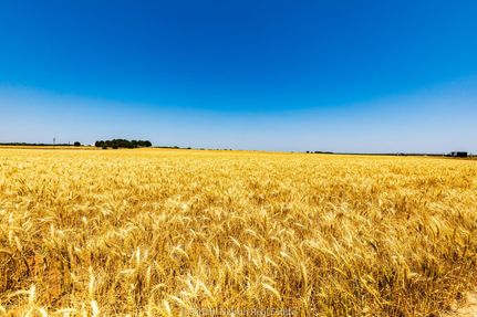 Farm and Ranch in Jones County, Texas