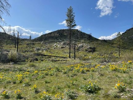 Undeveloped Land in Okanogan County, Washington