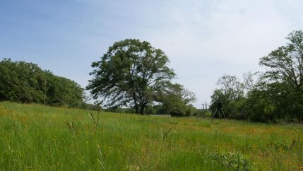 Undeveloped Land in Milam County, Texas