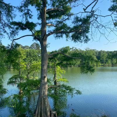Undeveloped Land in Caldwell Parish, Louisiana
