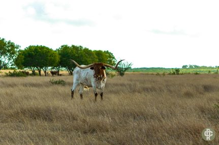 Undeveloped Land in Atascosa County, Texas