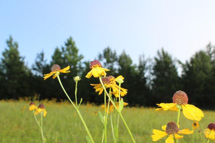 Undeveloped Land in Greene County, Mississippi