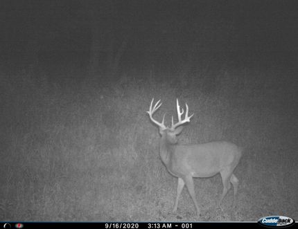 Timberland Property in Vernon County, Wisconsin