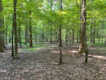 Undeveloped Land in Banks County, Georgia