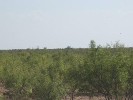 Farm and Ranch in Terrell County, Texas