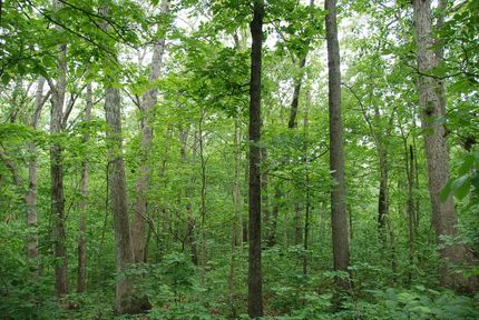 Timberland Property in Fayette County, Illinois