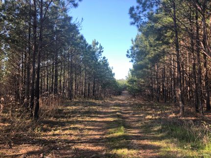 Timberland Property in Randolph County, Georgia