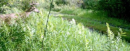 Farm and Ranch in Taylor County, Florida